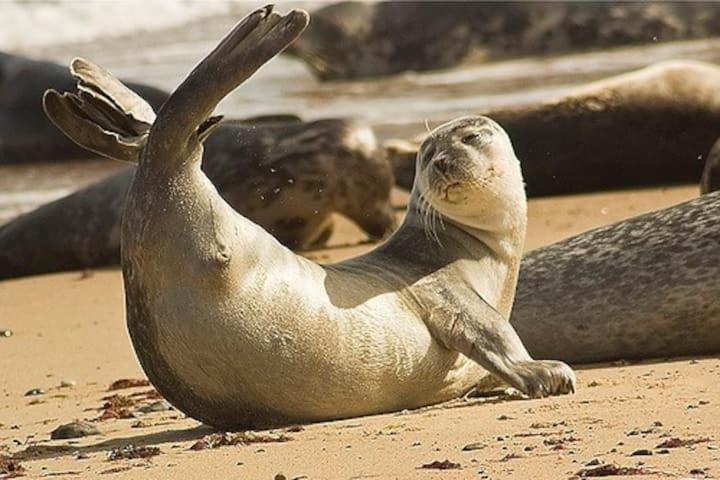 Fabulous 2 Bedroom Dog Friendly Chalet 5 Min Walk To Beach, Nr Gt Yarmouth & Norfolk Broads Scratby Экстерьер фото